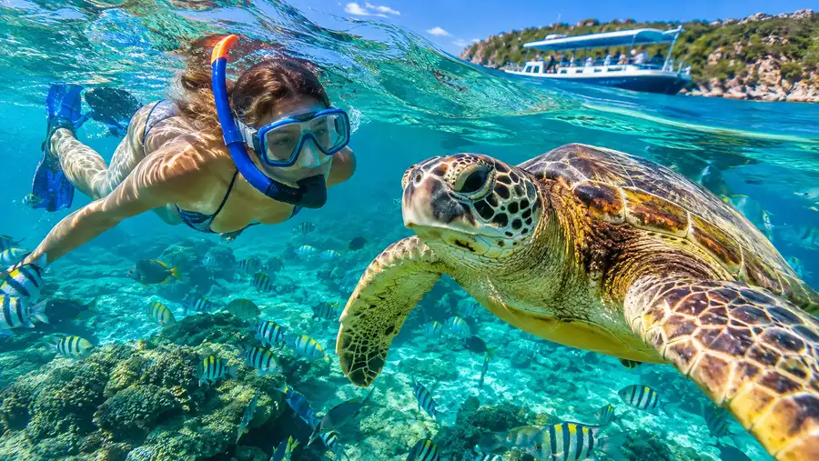 Buck Island Reef Turtle Cove Is the Boat Trip Worth It