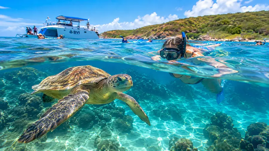 Buck Island Reef Turtle Cove Is the Boat Trip Worth It