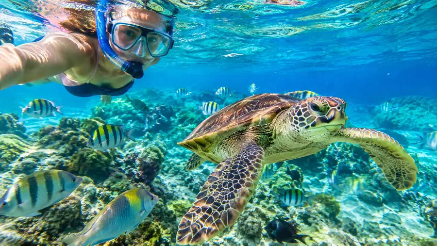 Coki Point Beach Crystal Clear Water Marine Life Guide
