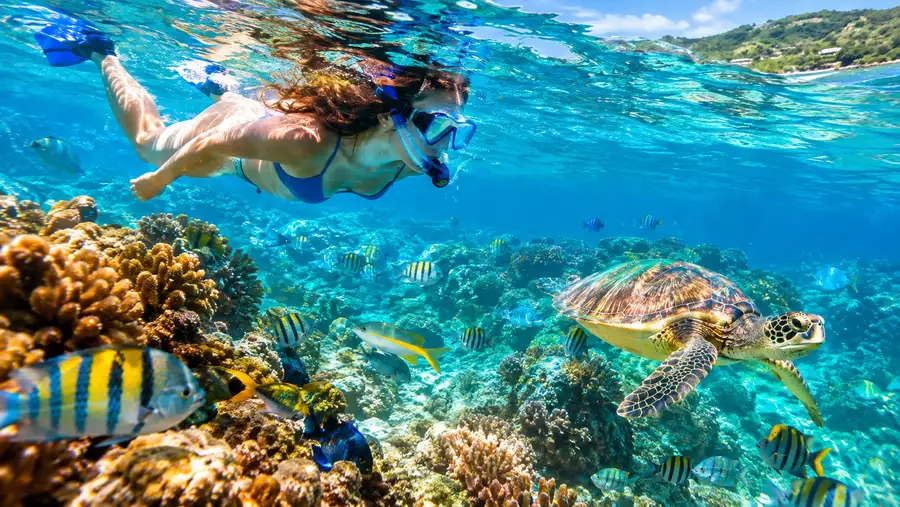 Coki Point Beach Crystal Clear Water Marine Life Guide