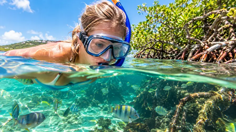 Mangrove Lagoon Kayak Snorkel Eco Tour Review