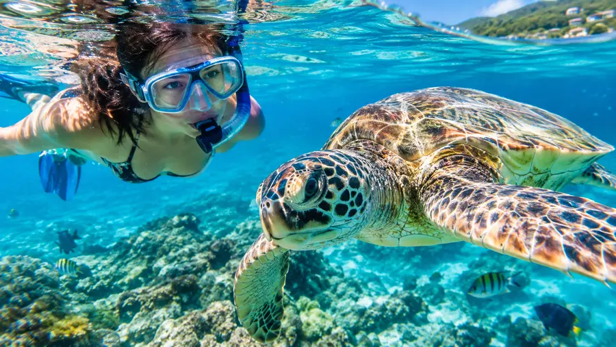 Where to Swim with Sea Turtles in St Thomas Top Spots
