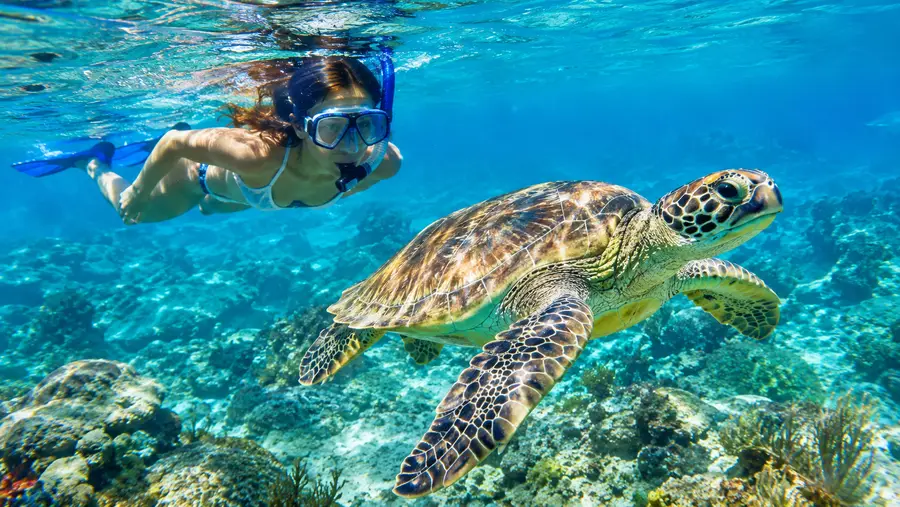 Where to Swim with Sea Turtles in St Thomas Top Spots